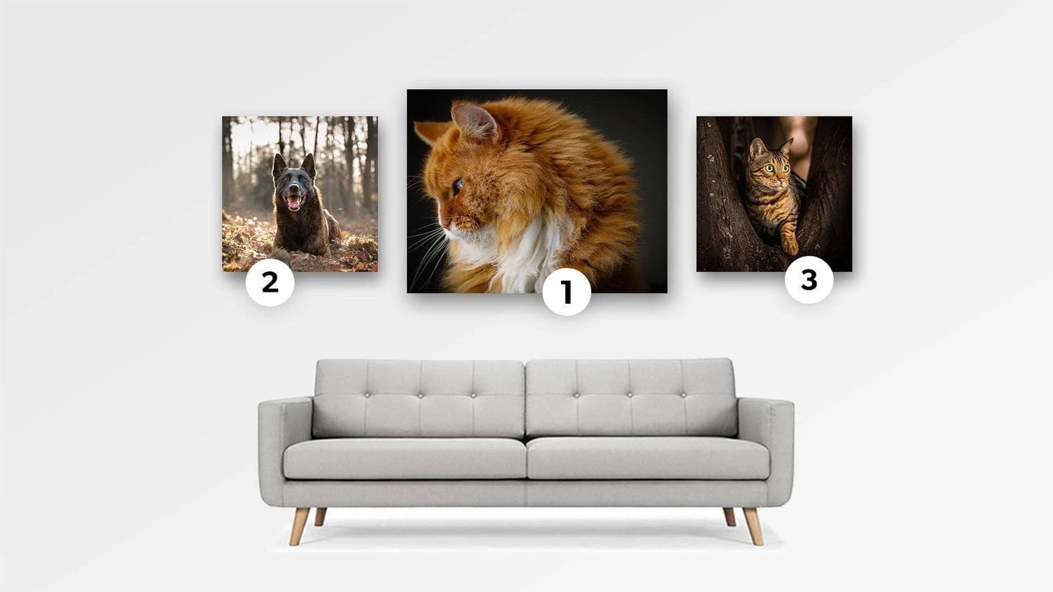 Photo Contest Dogs & Cats