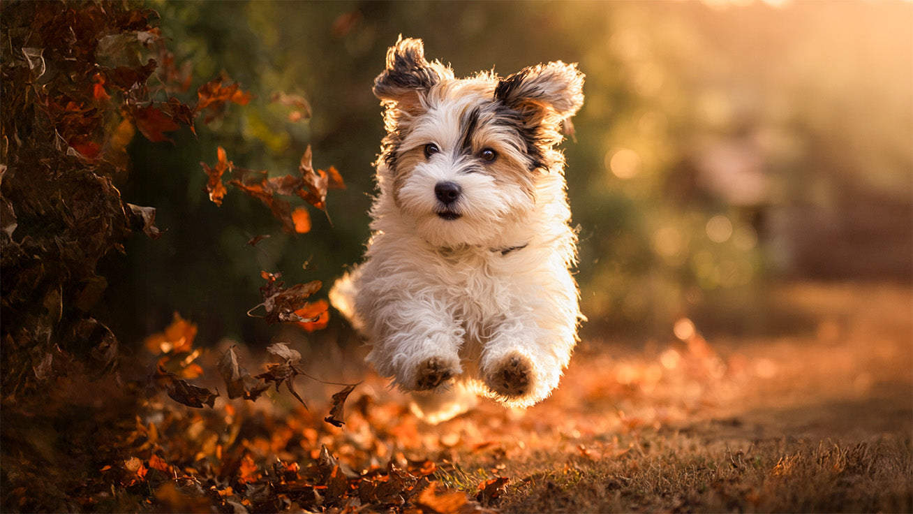 Winner Photo Contest Dogs