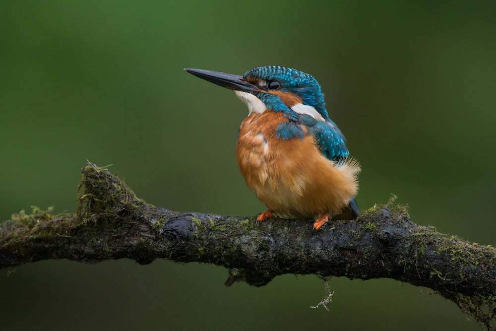 Bird photography – Tips from a pro