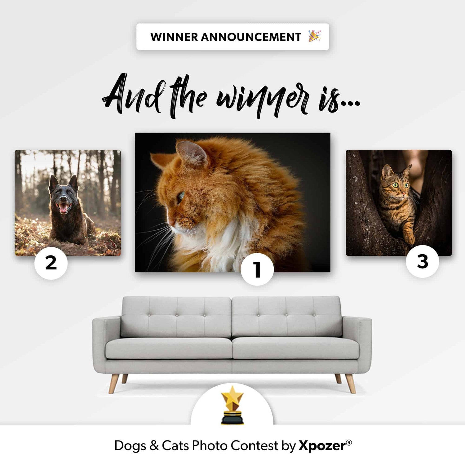 Winner Photo Contest Dogs & Cats
