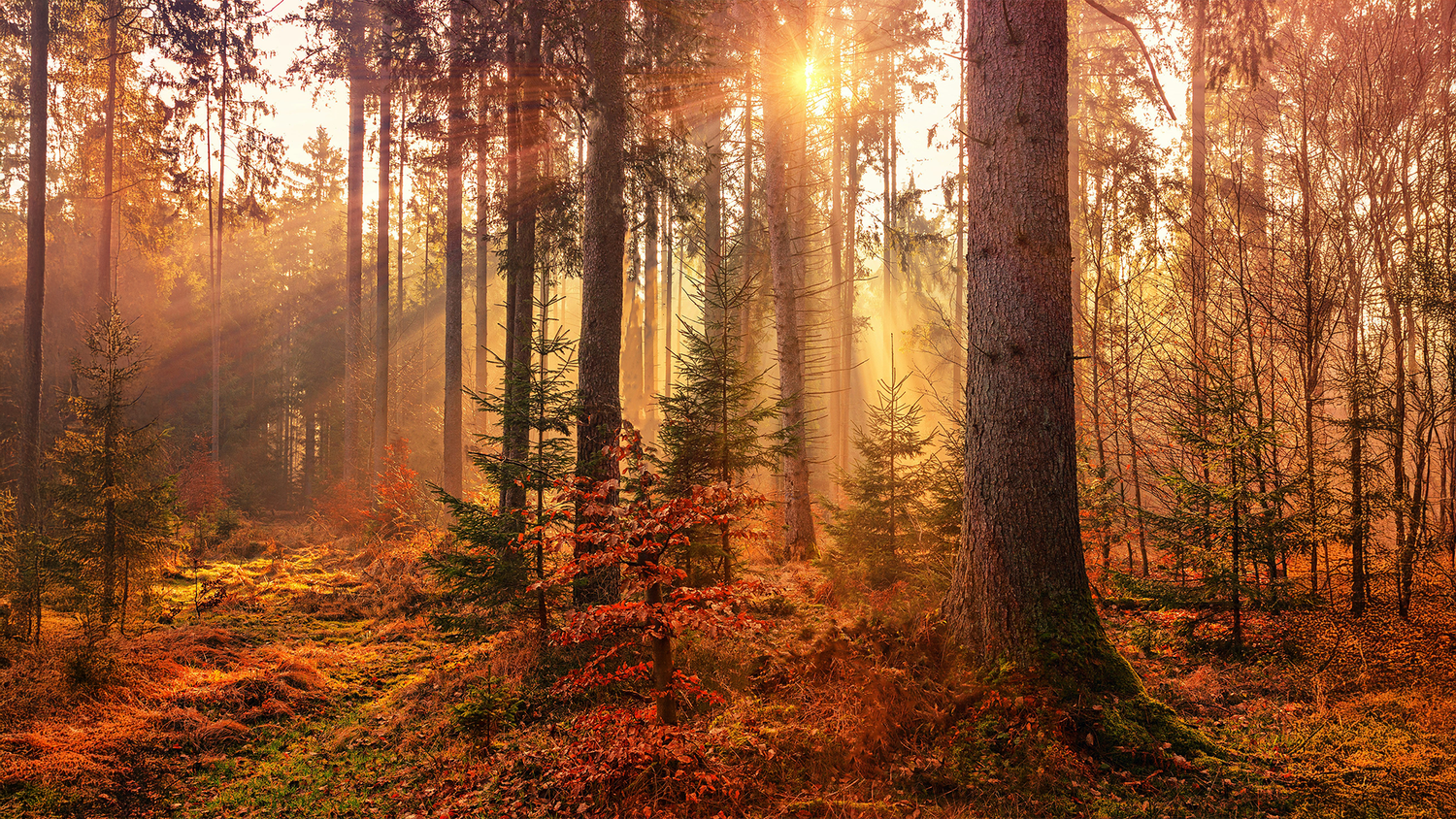 Winner Photo Contest Forests