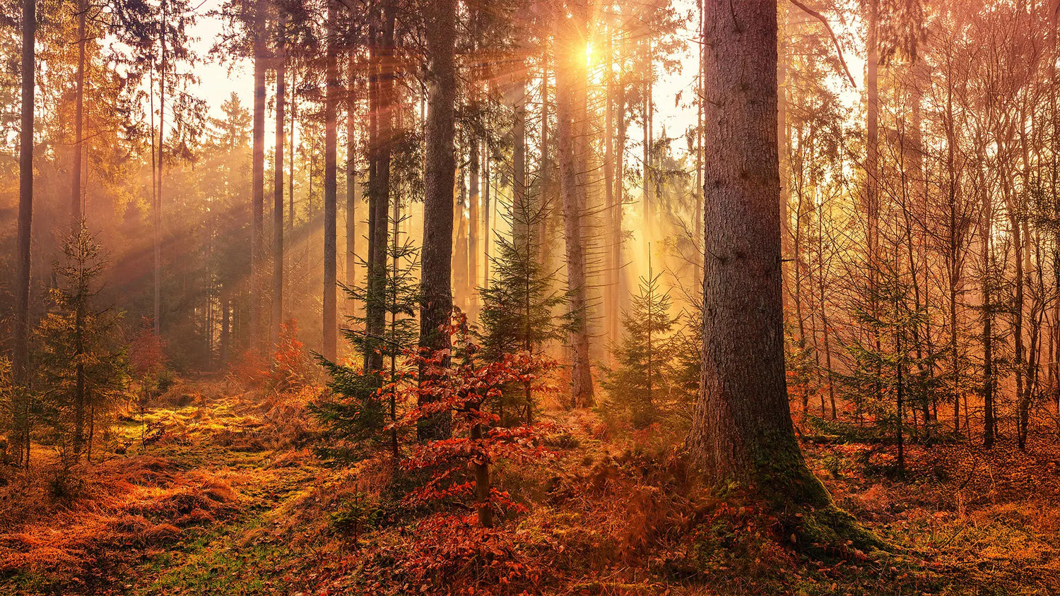 Winner Photo Contest Forests