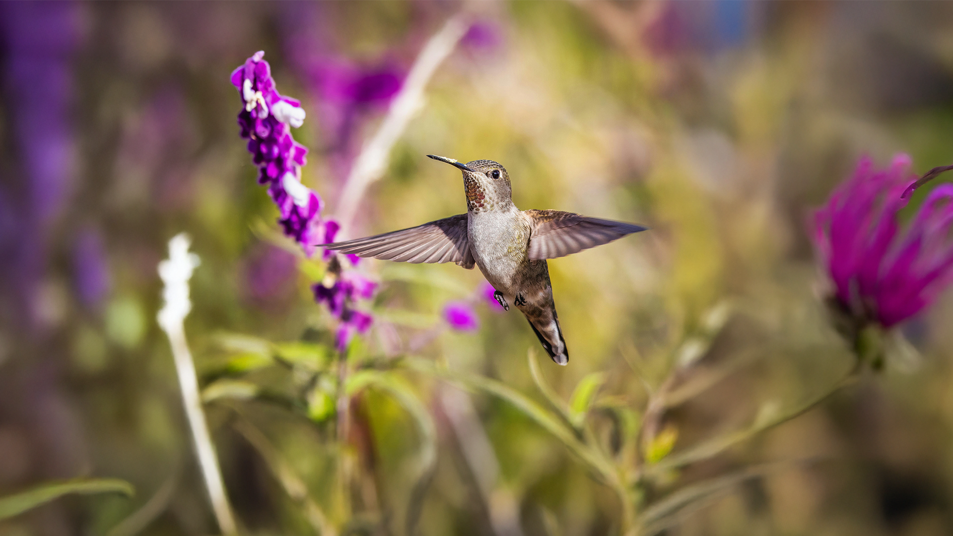 Winner Birds Photo Contest