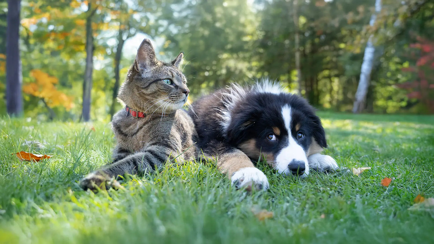Winner Photo Contest Pets