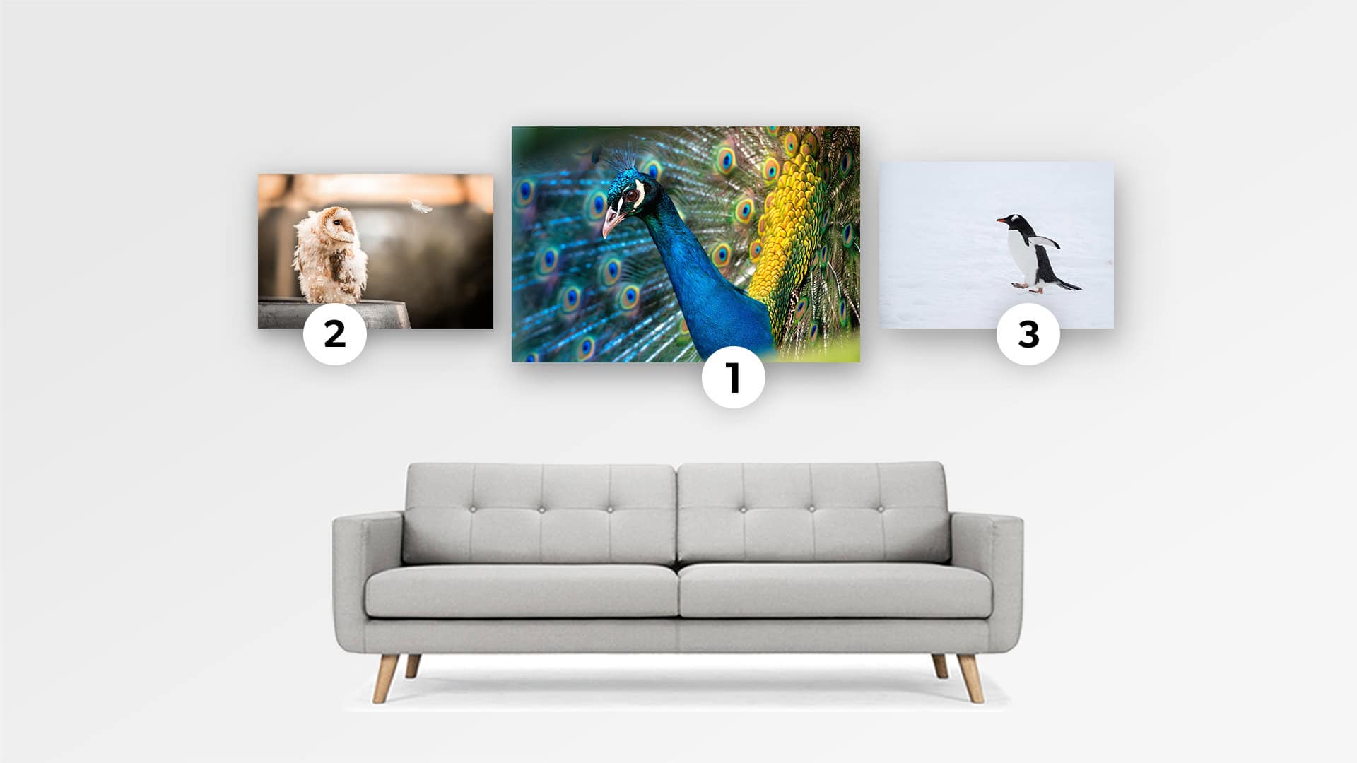 Photo Contest Birds