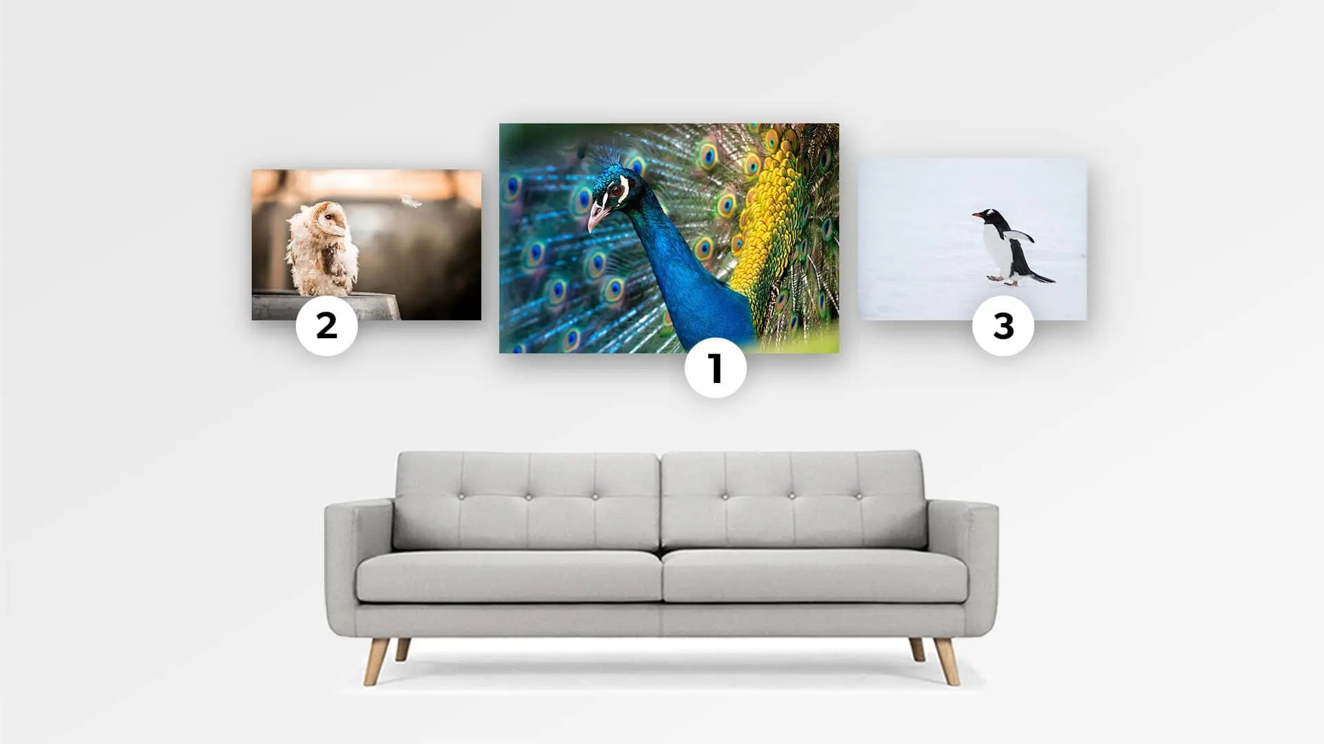 Photo Contest Birds