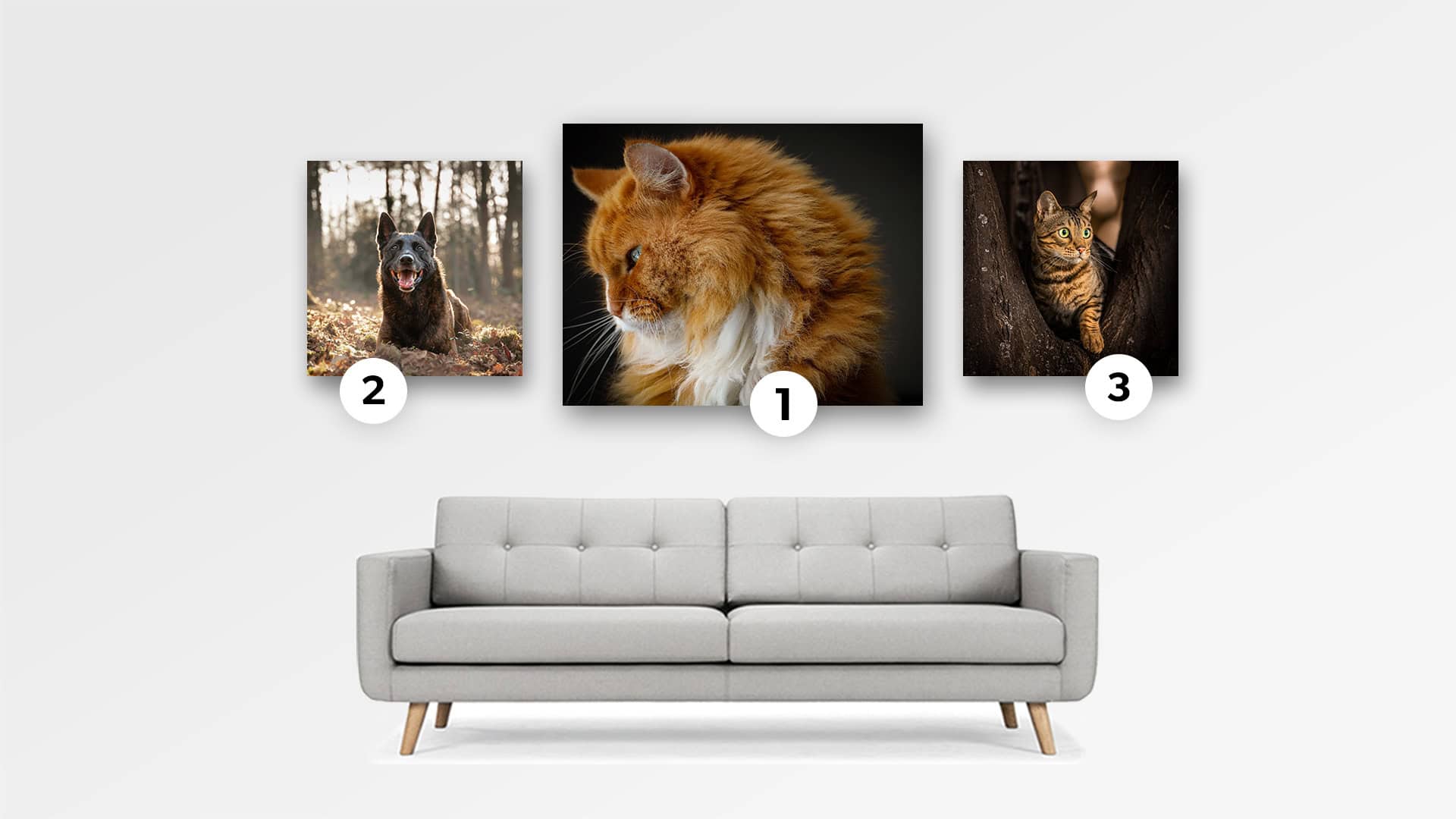 Photo Contest Dogs & Cats