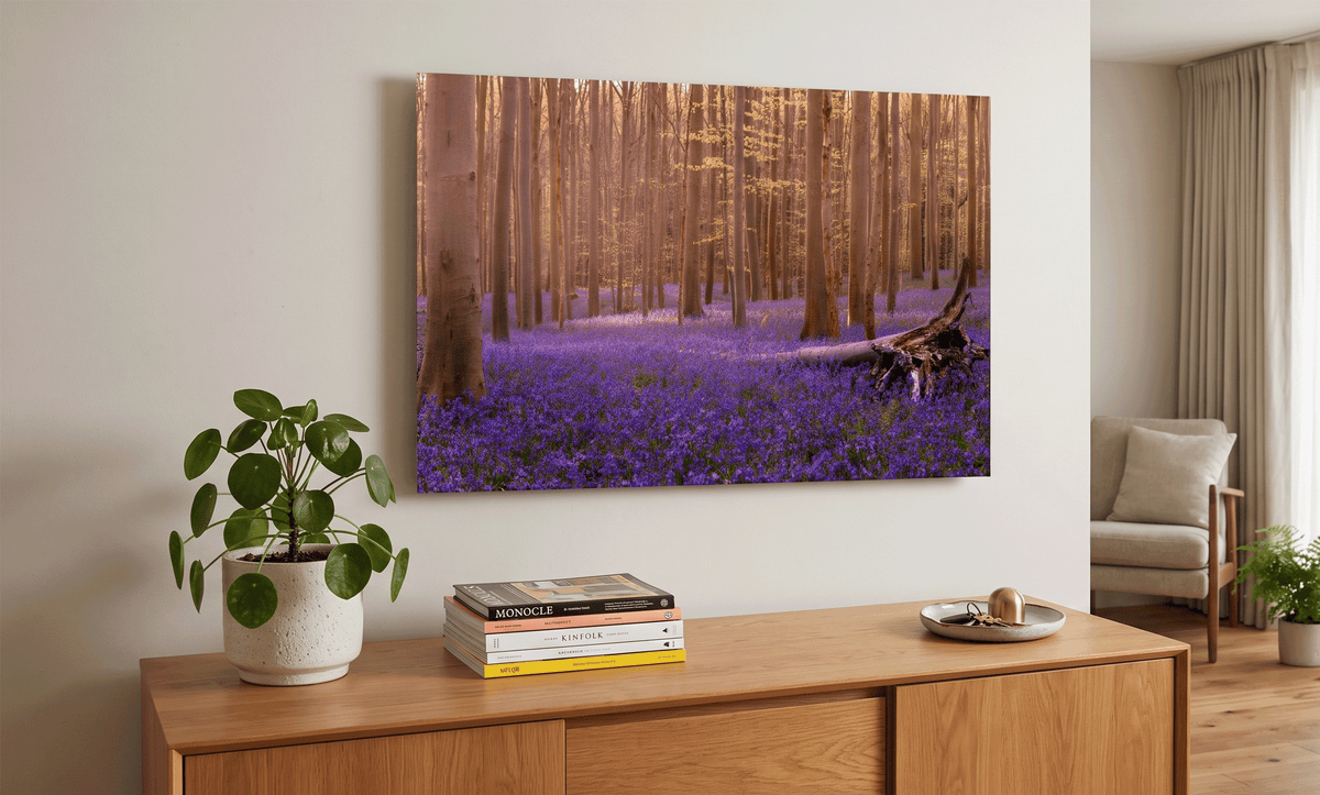 De klassieke hyacinten in het Hallerbos