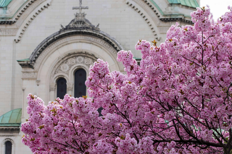 Spring